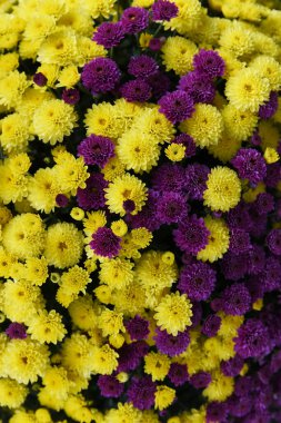 Karışık kasımpatı buketinin tam kare fotoğrafı. Yukarıdaki fotoğraftan tomurcuklar ve çiçekler. Sonbahar mevsimi çiçekleri. Yumuşak altın karışımı, koyu mor ve kestane rengi, mor kıvılcımlar.. 