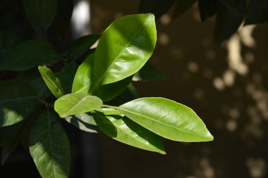 Koyun ağacının bir dalında yeşil yapraklar bulanık arka planda yakın plan. Lauris nobilis 'in yaprak yüzey detayları, Yunanistan' ın Atina caddesinde yetişen yemyeşil bitki. Zaferin simgesi ve aşçılık bitkisi..