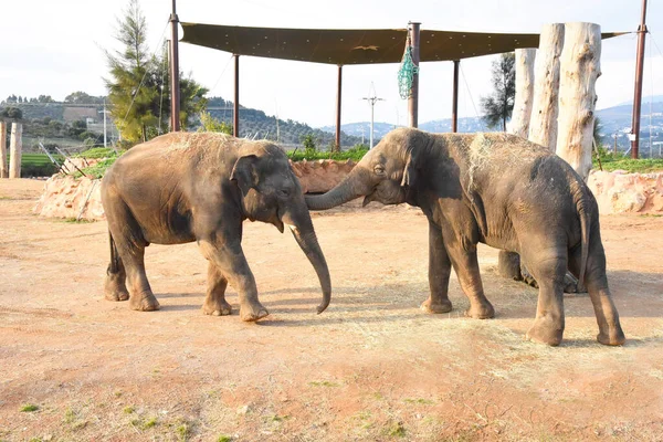 Elephants playing. Two enjoying communication, maybe smiling. Adult Asian Elephants.Interacting animals in Attica Zoo, Athens, Greece.