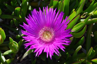 Yakın plan Fuchsia Pembe Buz Bitkisi çiçeği güneş ışığı ve gölgeli yapraklarla. Parlak pembe, narin sarı ve yeşilin çeşitli tonlarının aksine Yunan parkında sulu bir çiçek açar.. 