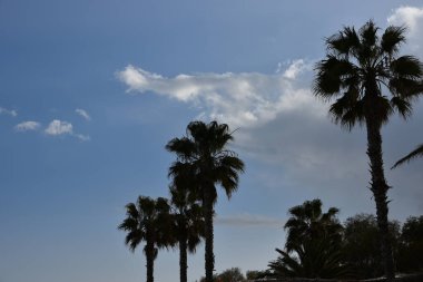 Palmiye ağaçlarının siluetleri mavi gökyüzüne ve bulutlara karşı, uzun ince şortlar gür yaprak demetleriyle kaplıdır. Yunanistan 'ın Atina kenti yakınlarındaki Akdeniz sahillerinde mevsim dışında yumuşak sakinlik.