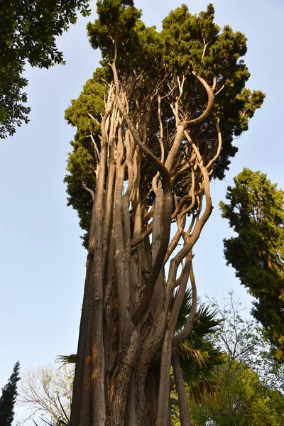 Stare Drzewo Cyprysowe Wieloma Pniami Które Trzymają Jak Ręce Słoneczną — Zdjęcie stockowe