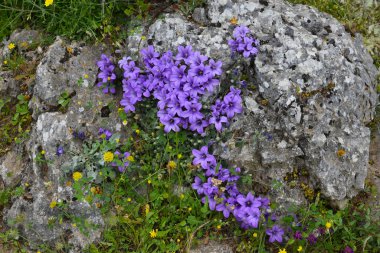  Yabani çan çiçekleri, parlak menekşe Campanula topiana, Atina etrafındaki Yunan dağlarındaki sert taşlar ve yeşillikler arasında mor-mavi ve sarı çiçeklerin karışımı. Bahar-yaz doğa flora konsepti.