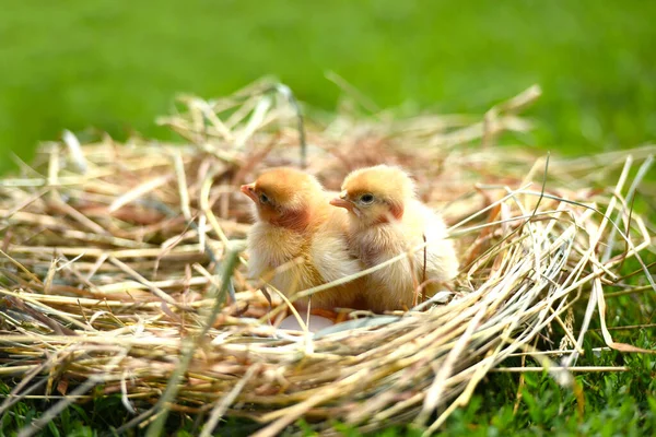 Cute little yellow newborn chickens with couple eggs in the cozy dry grass nest, with bright green blurred background. Two fluffy baby-friends or twins cuddling, looking curiously at the camera.