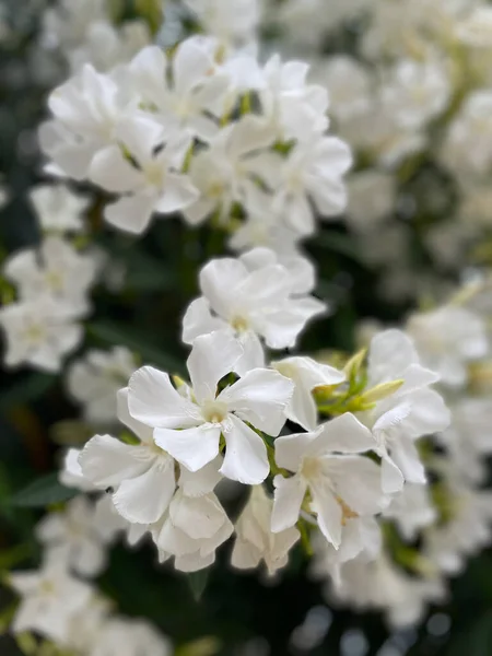 Ανθισμένες Συστάδες Λουλουδιών Πελαργόνιου Κοντά Πράσινο Φόντο Φύλλων Αρωματικό Καλοκαίρι — Φωτογραφία Αρχείου