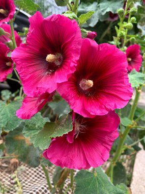 Kırmızı-pembe Hollyhock çiçeği yakın plan. Parlak Malva çiçekleri ve bir tomurcuk, yazın açan Alcea rosea bitkisi. Bahçe gülü, Malvaceae ailesi..