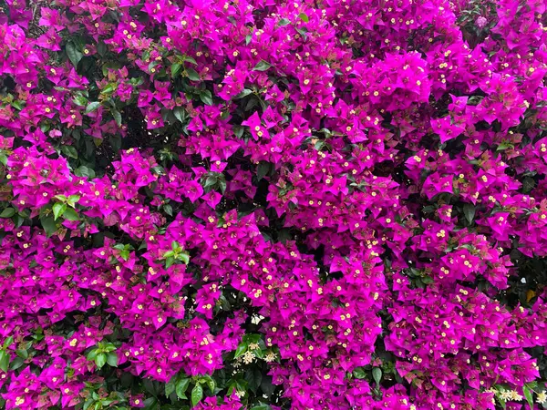 Calendula Növények Virágoznak Kertben Gyönyörű Francia Körömvirág Mahagóni Színű Fényes — Stock Fotó