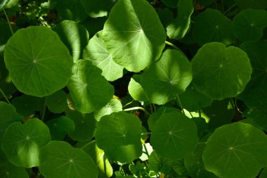 Kapalı yeşil nasturtiyum yaprakları, arka plan olarak, düz nilüfer benzeri yüzeyde, güneş ışığı ve ince damarlar deseni ile birlikte. Sağlıklı yiyecekler, çiğ diyet, yemek malzemeleri. Yenilebilir bahçe bitkisi. 