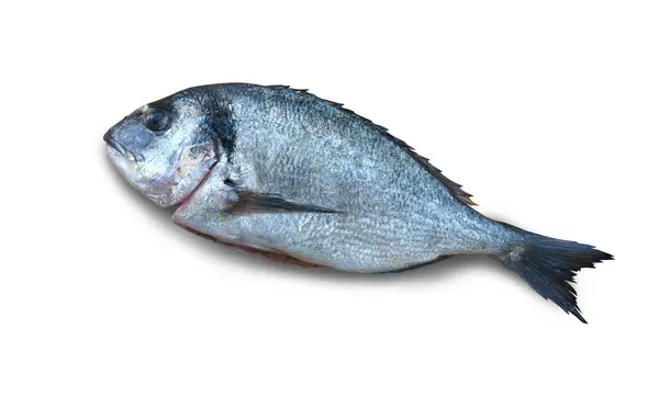 Morski Leszcz Świeże Dorada Zbliżenie Białym Tle Cała Surowa Ryba — Zdjęcie stockowe