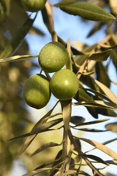 Olive tree branch with still young green olives, light-transparent leaves, twigs with fruits in front of a blue summer sky and glare of the sun