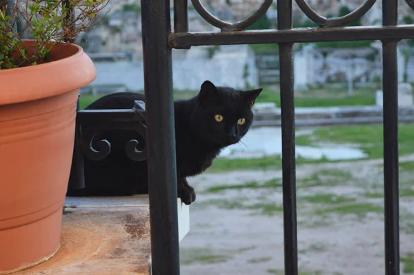 一只猫在门槛上希腊雅典 一只明亮的黄眼睛懒洋洋地坐在阳台的边缘上 凝视着清晨的街道生活 城市动物 — 图库照片