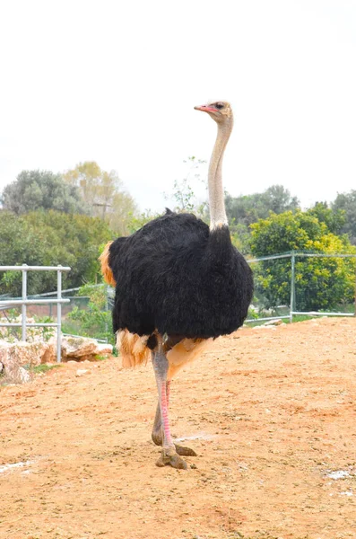 Ostrich Eye Staring Camera Bird Just Took Dust Bath Native — Stock Photo, Image