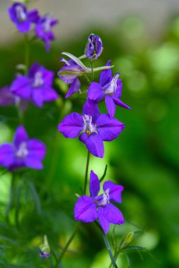 Larkspur, mor menekşe Delphinium Consolida ajacis çiçekleri ve tomurcukları bulanık arka planda yakın plan. Yıllık Rocket Larkspur Inflorescence. Süslü Süslü Şövalyeler Yunan bahçesinde çiçek açıyor.