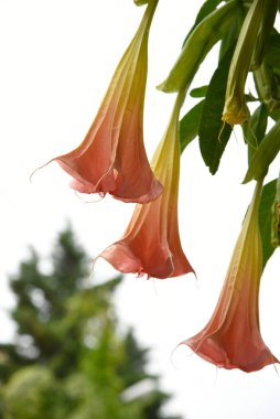 Angel 'ın trompet çiçekleri ve tomurcukları, yakın plan. Asılan huni şeklinde pembe-sarı renkli brugmansia sembolleri. Çiçekli egzotik tropikal zehirli bitki, Datura 'nın akrabası, her ikisi de Solanaceae ailesinden..