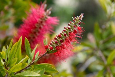 Callistemon citrinus güzel kırmızı çiçek, kırmızı şişe fırçası çiçeğinin yakın plan bulanık arka plan. Süs bitkisi, Avustralya 'dan gelen yumuşacık narin çiçeklerle dolu bir çalı, Yunanistan' da gelişiyor..