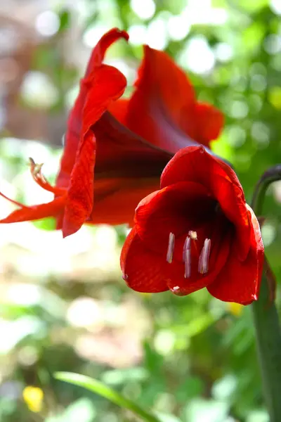 Amaryllis Vermelho Hippeastrum Flores Vívidas Closeup Cabeça Flor Bonita Plena — Fotografia de Stock