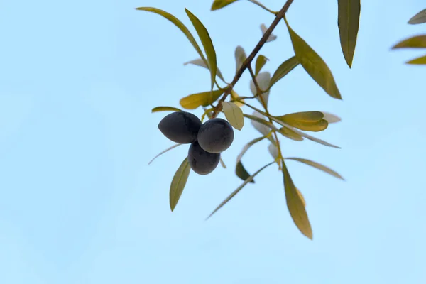 Black Olives Blue Background Ripe Fruit Green Leaves Small Branch — Stock Photo, Image