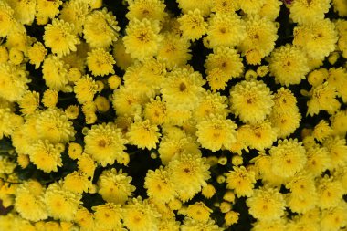 Arka plan olarak sarı kasımpatı buketinin tam kare fotoğrafı. Tomurcuklar ve çiçekler yukarıdan çekilmiş. Sonbahar mevsimi çiçekleri. Yumuşak altın yapraklar Gün ışığıyla hafifçe aydınlanır.