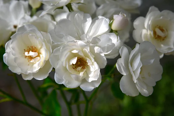White rose cluster in full bloom, closeup. Climbing Rose Iceberg bush, floribunda in summer garden, many delicate sunlit flowers with milky-white petals around golden center, and pale pink buds.
