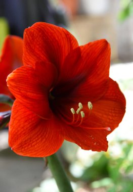 Kırmızı amilis hippeastrum canlı çiçekleri yakın plan. Koyu kırmızı kadife yapraklarla çiçeklenmiş güzel bir çiçek başı. Güneşli bahçede yalnız bir Belladonna zambağı. Noel için popüler.