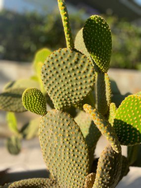 Güneşli bir günde açık havada actus opuntia leucotricha. Dikenli Kaktüs Opuntia Lekotrika Bitkisi. Hint inciri, barbar incir, kaktüs armudu, omurgasız kaktüs, dikenli armut..