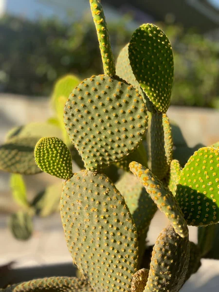 Güneşli bir günde açık havada actus opuntia leucotricha. Dikenli Kaktüs Opuntia Lekotrika Bitkisi. Hint inciri, barbar incir, kaktüs armudu, omurgasız kaktüs, dikenli armut..