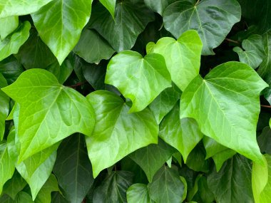 Sarmaşık dokusu. Botanik arka plan olarak taze yeşil yapraklardan oluşan bir duvar. Hedera canariensis, Cezayir sarmaşığı yakın plan. Taze bahar yapraklarının parlak gölgeleri. Yükselen süs bitkisi, sürünen toprak örtüsü.