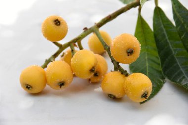 Olgun lokuatlar, beyaz mermer arkaplanda meyveler olan küçük dallar. Eriobotrya japonica. Japon Medlar 'ın parlak turuncu-sarı meyvesi, Malta eriği, güneşli organik bahçede hasat. Yunanistan.