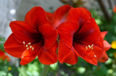 Kırmızı amilis hippeastrum canlı çiçekleri yakın plan. Koyu kırmızı kadife yapraklarla çiçeklenmiş güzel bir çiçek başı. Güneşli bahçede yalnız bir Belladonna zambağı. Noel için popüler.