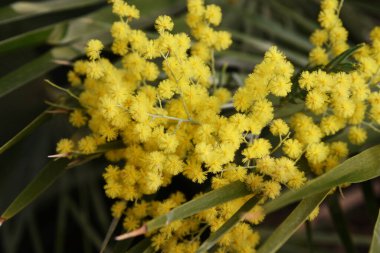Mimosa çiçekleri yakın plan, bulanık arkaplan. Sarı baharda açan Akasya Dealbata dalları yeşil siyah yapraklara karşı parlak ve taze görünüyor. Uluslararası Kadınlar Günü güzel bir sembol.