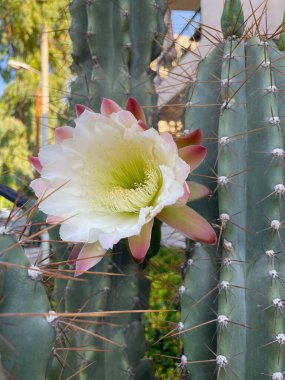 Peru Elma Kaktüsü sabahın erken saatlerinde çiçek açıyor. Kaktüs Peruvianus 'un güzel beyaz pembemsi çiçeği. Dikenli sütunlu tırtıklı kökü var. Cereus repandus, Hedge, dev kulüp kaktüsü..