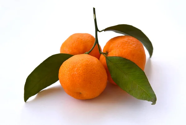 Fresh Mandarins Tangerines Fruits Isolated White Background Shadow Closeup Branch — Stock Photo, Image