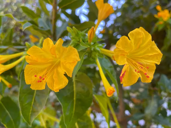 Mirabilis Jalapa çiçekleri, yeşil yaprakların arka planına yakın çekim. Öğleden sonra, saat dörtte açan çiçeğin parlak yaprakları biraz buruşuk görünüyor. Peru mucizesi, beyaz, sarı ve çizgili çeşitleri..
