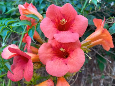 Çiçek açan trompetçi, çiçek ve yeşillik detaylarıyla yakınlaş. Kamp Radyasyon Sarmaşığı 'nın boru çiçekleri, sinekkuşları tarafından sevilir. Trompetçi ya da Virginian trompetçisi ya da inek asması