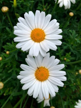 Argyranthemum frutescens, beyaz Paris papatyası. Marguerite çiçekleri yakın plan. İki narin papatya çiçeği. Yaz Kasımpatısı, süslü bahçe bitkisi, Kanarya Adası yerlisi..