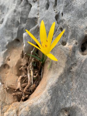 Vahşi Sternbergia Lutea. Kayalık bir taşın teneffüsünde açan kırılgan tek bir çiçek. Kış veya sonbahar nergis, tarlanın zambağı, sarı sonbahar tarlası, Yunanistan 'ın Atina kentindeki Yunan dağlarında yetişen.