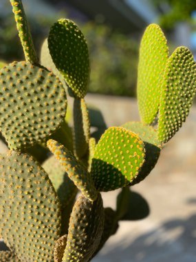 Güneşli bir günde açık havada actus opuntia leucotricha. Dikenli Kaktüs Opuntia Lekotrika Bitkisi. Hint inciri, barbar incir, kaktüs armudu, omurgasız kaktüs, dikenli armut..
