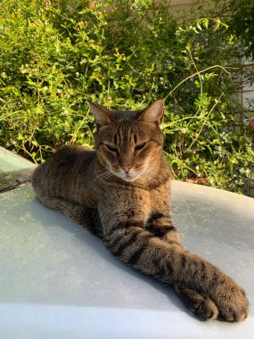 Kedi bir arabanın kaputunda dinleniyor, şekerleme yaptıktan sonra uzun bacakları uzanıyor, dar gözlerle sokak hayatını seyrediyor. Atina, Yunanistan 'da güneşin altında ısınan sevimli tekir kedicik. Şehir hayvanları.