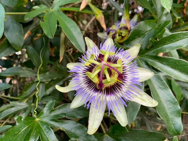 Passiflora çiçeği, Mavi Tutku çiçeği çiçeği, yeşil yaprakların doğal arka planına yakın plan. Vahşi Passiflora caerulea sarmaşığı, güzel yaz çiçekleri, tropik tırmanma bitkisi. Passifloraceae