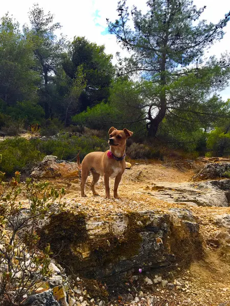 Dog on the mountain hike standing on a rocky path. Young  puppy of Jug mix breed, in funny collar adorned by bright red flower, on spring walk adventure on the trail near Athens, Greece. Pets life.