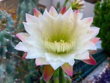Peru Elma Kaktüsü sabahın erken saatlerinde çiçek açıyor. Kaktüs Peruvianus 'un güzel beyaz pembemsi çiçeği. Dikenli sütunlu tırtıklı kökü var. Cereus repandus, Hedge, dev kulüp kaktüsü..