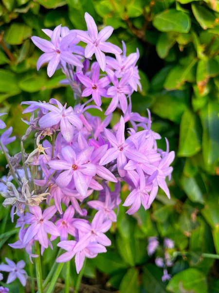 Society garlic flowers, closeup on green leaves background. Light-purple blooms of Tulbaghia violacea, or Pink Agapanthus in evening sunlight. Wild Sweet Garlic, edible plant native of South Africa.