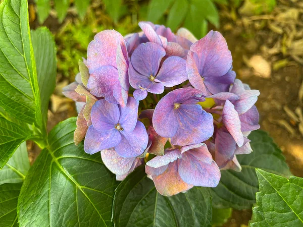 Flowers of Hydrangea macrophylla, closeup of beautiful ball-shaped pink-purple-blue flowers clusters of Mophead, or Bigleaf, or French Hydrangea. Hortensia bush with summer blooms.
