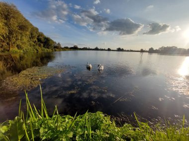 İki beyaz kuğu çifti. Güneşli bir günde bir sonbahar parkında gölette iki kuğu. Ukrayna.