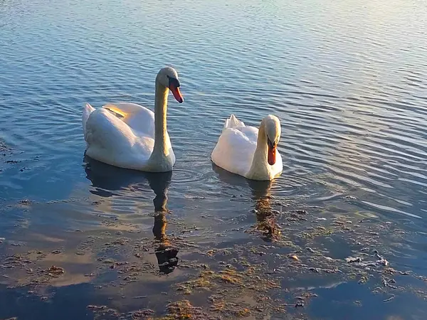 Two loving couples of white swans. Two swans on a pond in an autumn park on a sunny day. Ukraine.
