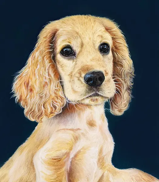 A dog, hand drawn oil painting. Cute young golden cocker spaniel, realistic portrait isolated on dark background. Little peach-colored puppy with big curious eyes. Pets animals life concept.