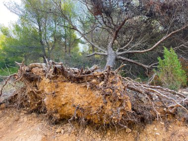 Ağaç çatladı, kırıldı ve güçlü rüzgar nedeniyle yere düştü. Ağaç sökülmüş. Doğal bir fenomen. Fırtınadan sonraki sonuçlar. Yunanistan 'ın bir bölgesinde devrilmiş bir ağacın kökleri.