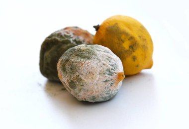 Küflü çürük meyve. Yeşil beyaz mantarlar tarafından kirletilmiş limonlar. Beyazlar üzerinde izole edilmiş yakın çekim. Küf kaplı, lekeli, çürüyen sitruslar, bozulmanın farklı aşamaları. Belden aşağı yemek, uygun olmayan depolama.