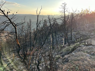 Son yangınlardan sonra arazi. Ölü orman, bitkilerden yoksun dağlar ve yanmış ağaç gövdeleri. Yanmış yamaçlarda yollar kesilmiş. Çalı yangınları bölgesi, Akdeniz 'de felaketler üstüne felaketler. Yunanistan.