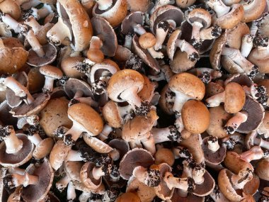 Topraklı birçok şampiyon mantarın arka planı. Eksiksiz kahverengi mantarlar. Markette taze kestane mantarı. Arkaplanı sakla. Sağlıklı yiyecekler. Sebze ürünlerinin resimleri.